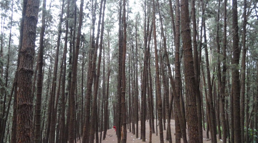 enter the pine forest