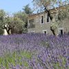 Things To Do in Small Group Provence and Lavender Museum Day Trip from Avignon, Restaurants in Small Group Provence and Lavender Museum Day Trip from Avignon