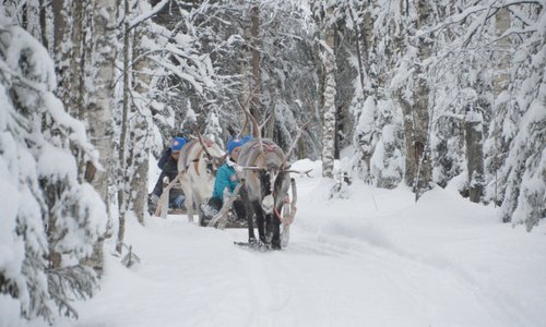 Rudolf the Red Nose Reindeer. Would you like to drive with him in the winter wonderland?