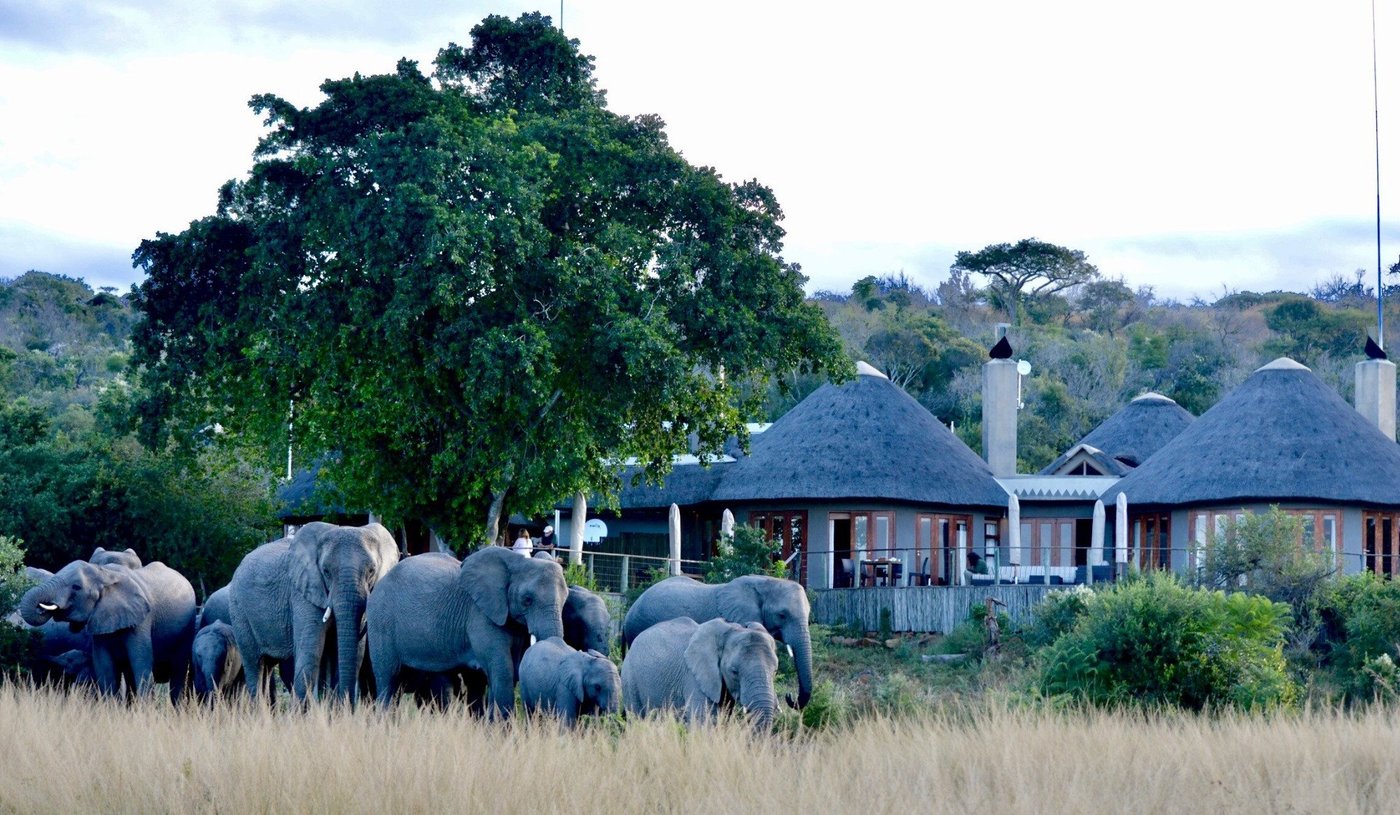 NAMBITI PLAINS PRIVATE GAME LODGE - Updated 2024 Prices & Resort ...