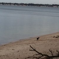 pieski lubią plażę