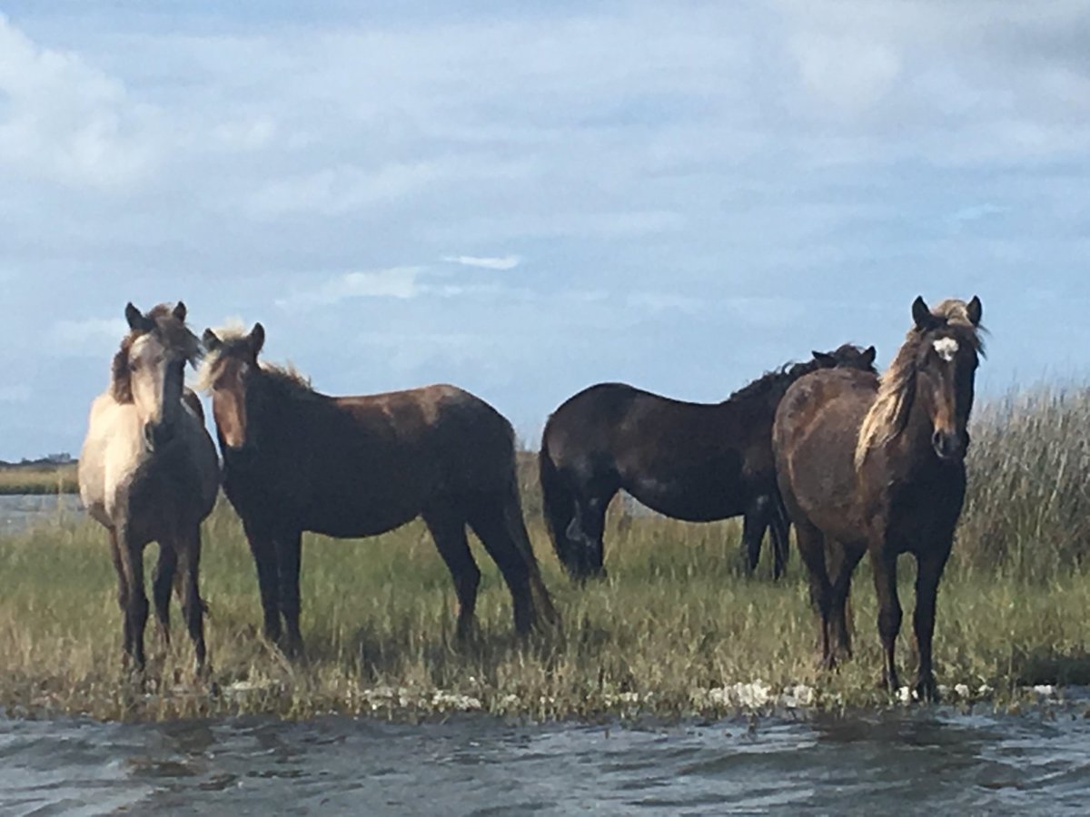 are dogs allowed at cedar island sc