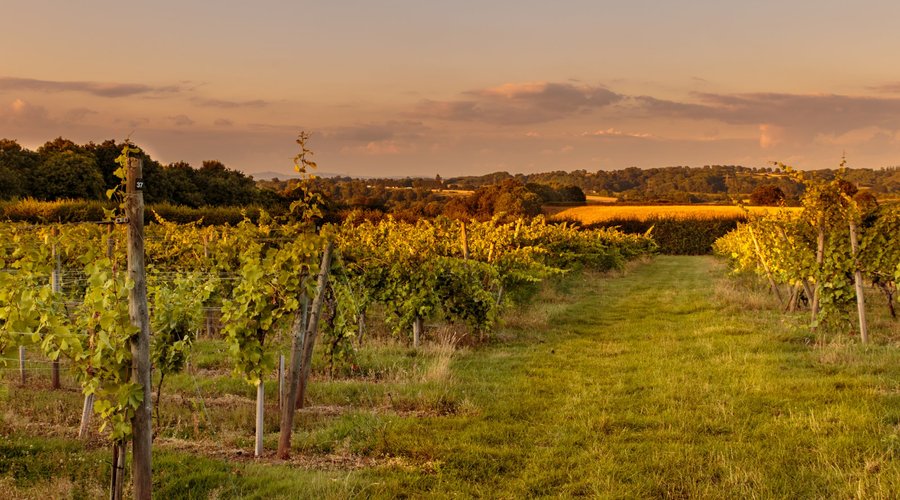 The Vineyard in Summer 2017
