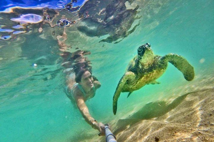 Hawaii Turtle Tours