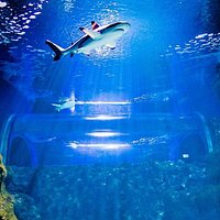 Túnel submarino de tiburones. Submarine tunnel with sharks.