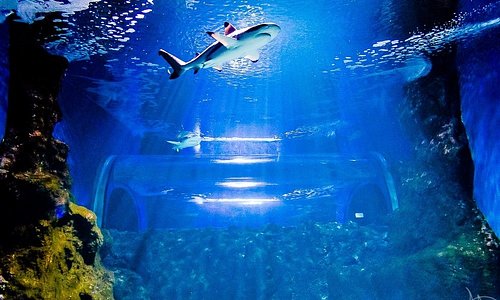 Túnel submarino de tiburones. Submarine tunnel with sharks.
