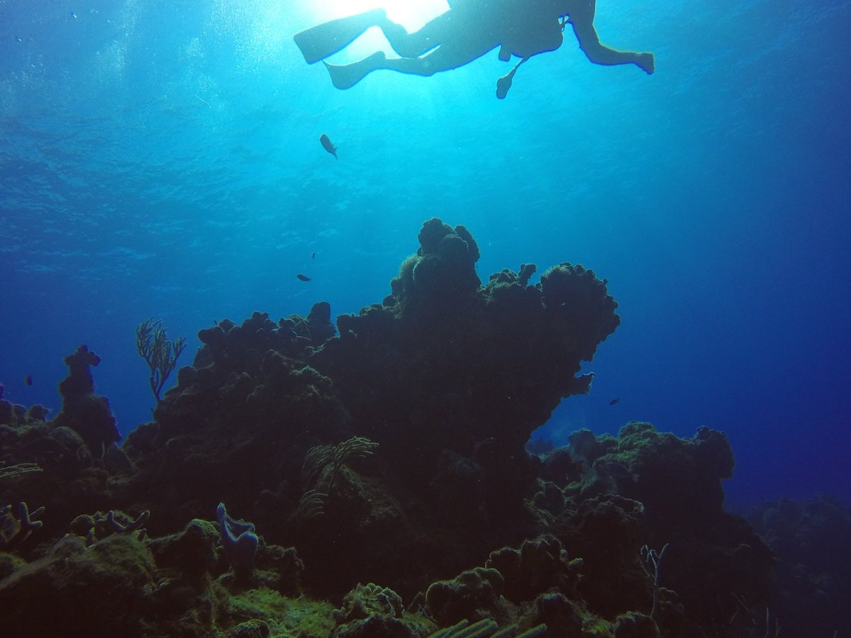 Barefoot Dive Center (Cozumel) - All You Need to Know BEFORE You Go