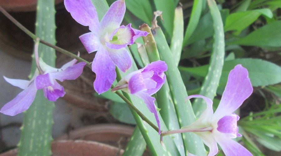An Orchid flower