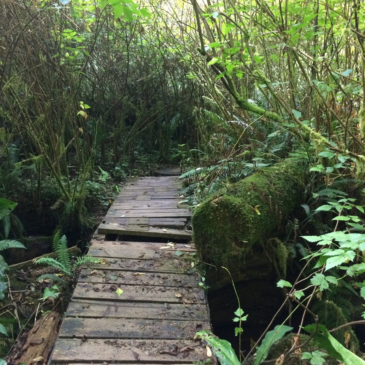 CEDAR WETLANDS PRESERVE (Rockaway Beach): Ce qu'il faut savoir pour ...