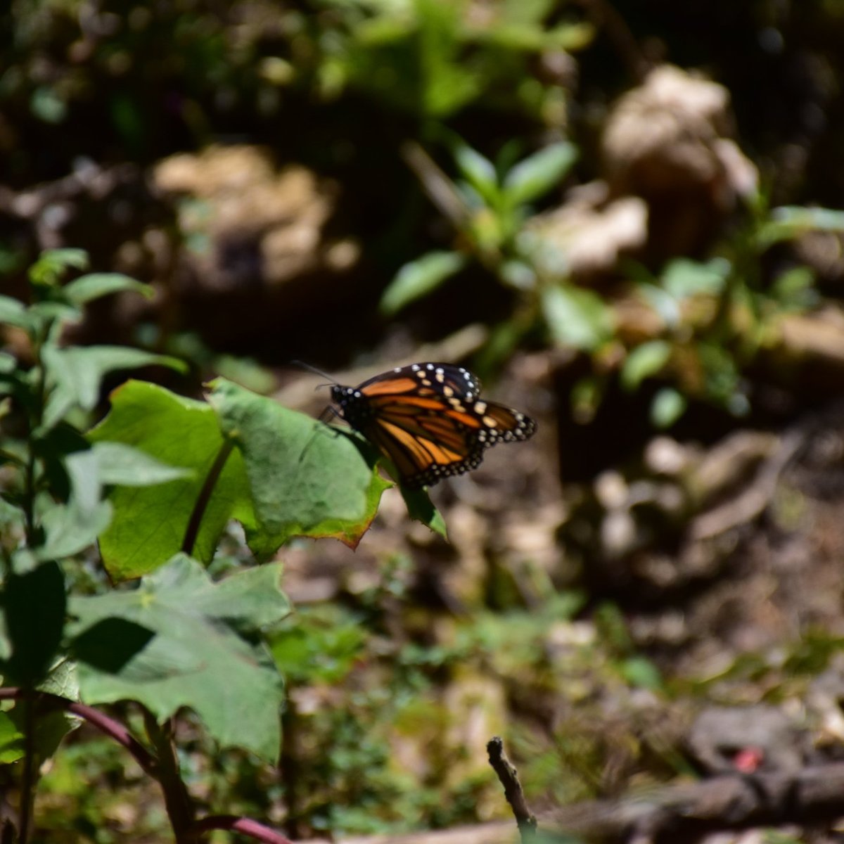 Butterflies Around The Fountain: Rio 2