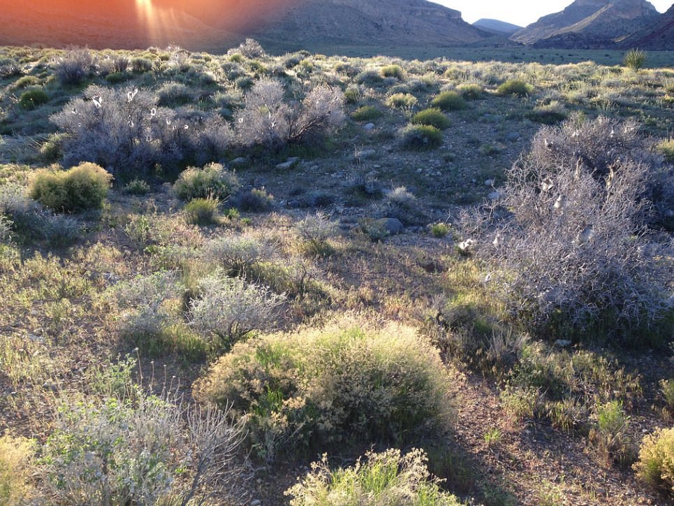 beautiful desert morning - Picture of Bike Blast Las Vegas - Tripadvisor