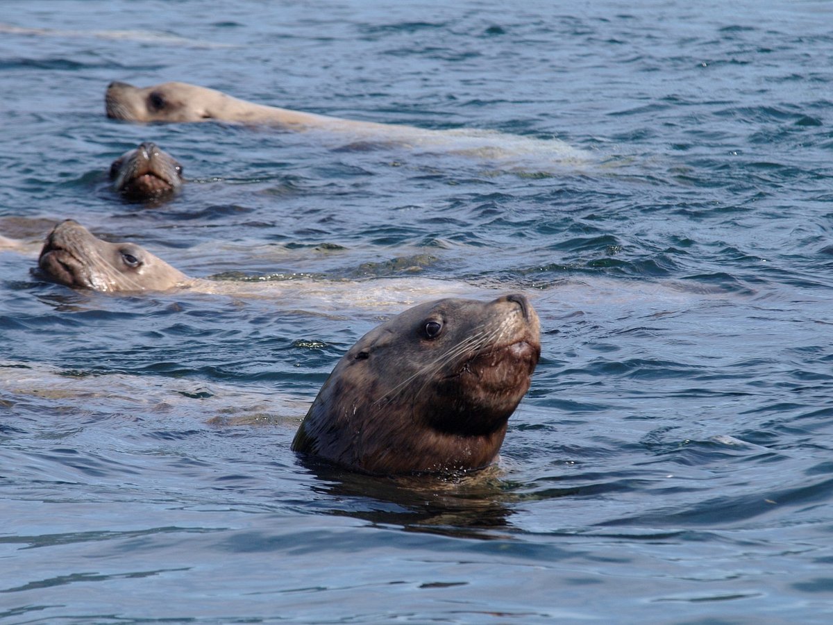 This was quite an interesting moment …And one of the largest packs of  Stellar Sea lions I watched charge up the River ! #fishing #orego