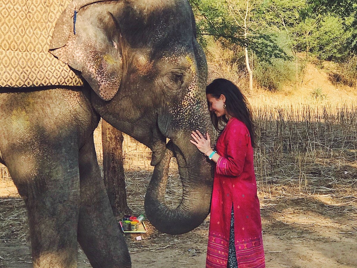 Elephant Joy (Jaipur) - All You Need to Know BEFORE You Go
