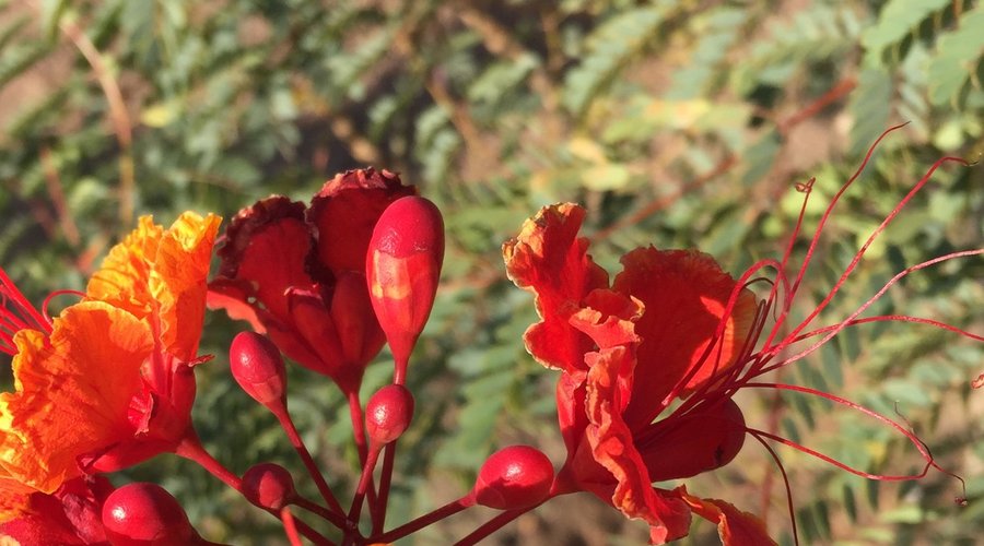 Flowers blooming outside Carl jars in Desert Hot Springs
