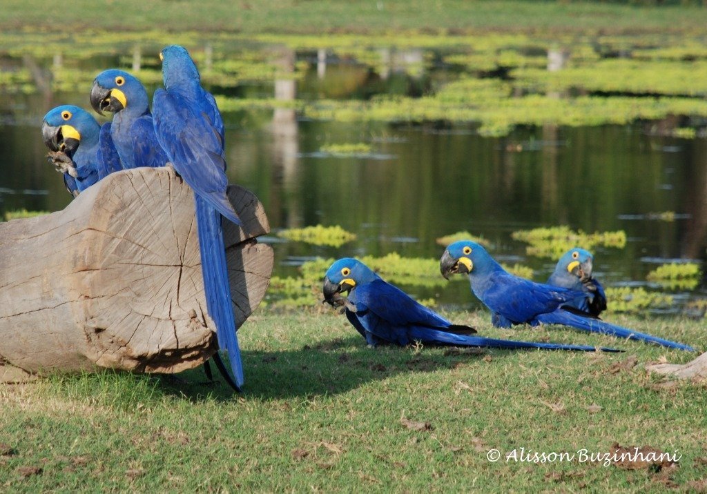 Cavalgada Pantanal - Eco Adventures Travel