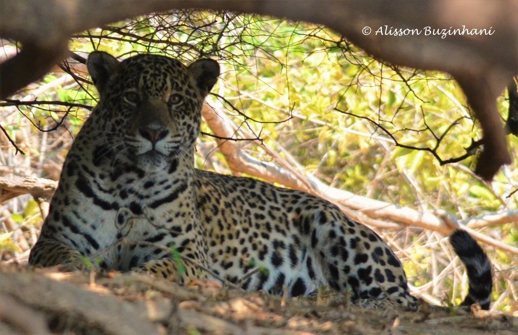 Cavalgada Pantanal - Eco Adventures Travel