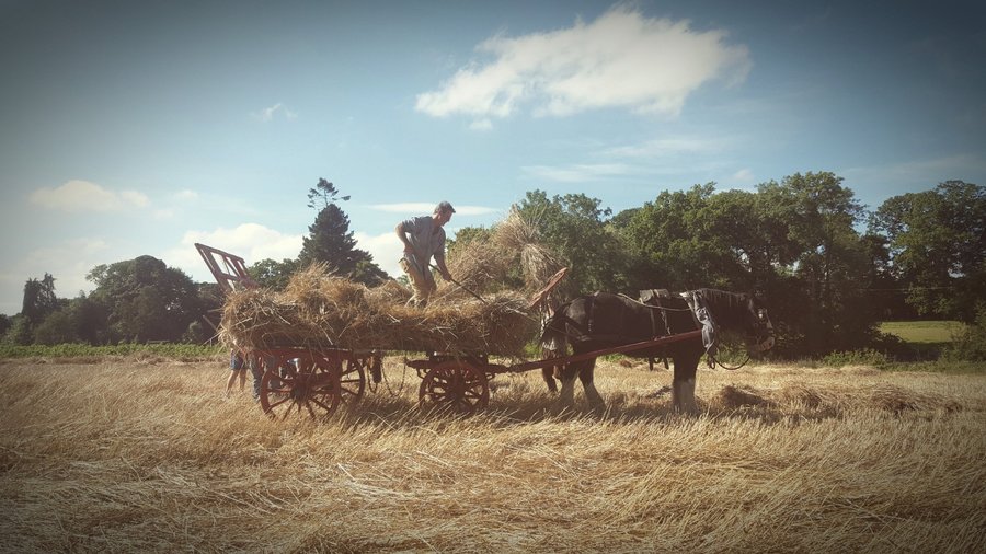 Harvest time