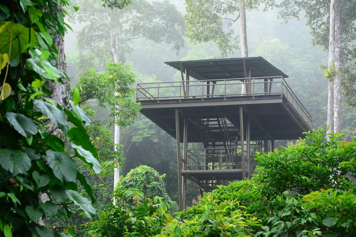 Осмотр природы в комфортабельных условиях - отзыв о Borneo Rainforest  Lodge, Danum Valley Conservation Area, Заповденик Данум-Вэлли, Малайзия -  Tripadvisor