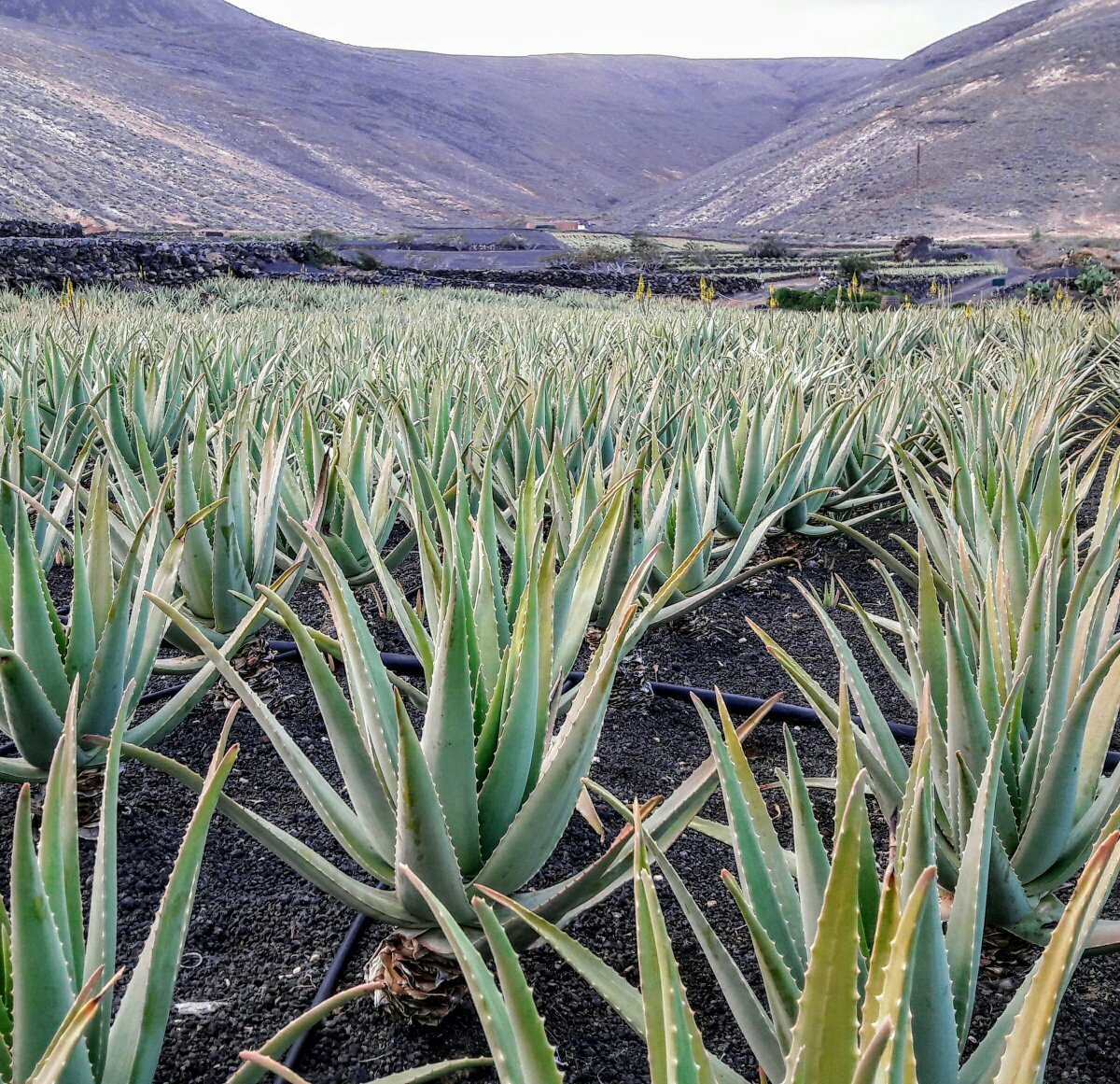 Aloe Plus Lanzarote, Пунта-Мухерес: лучшие советы перед посещением -  Tripadvisor