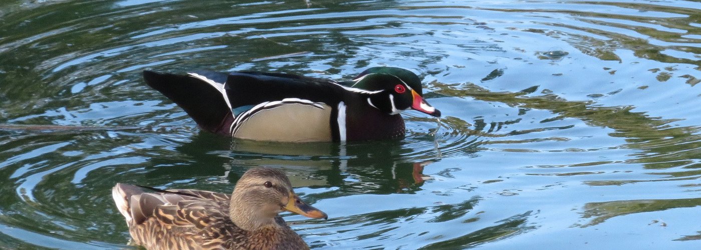 Male Wood Duck, one of the most beautiful North American ducks, with a female Mallard