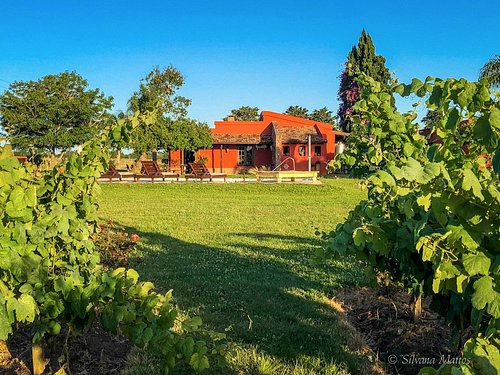 Marichal winery & wines: Guide to wine & wineries in Uruguay