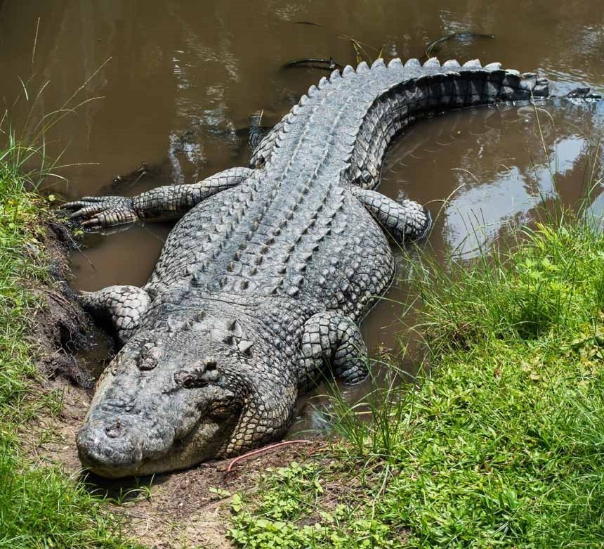 David Fleay Wildlife Park Qld