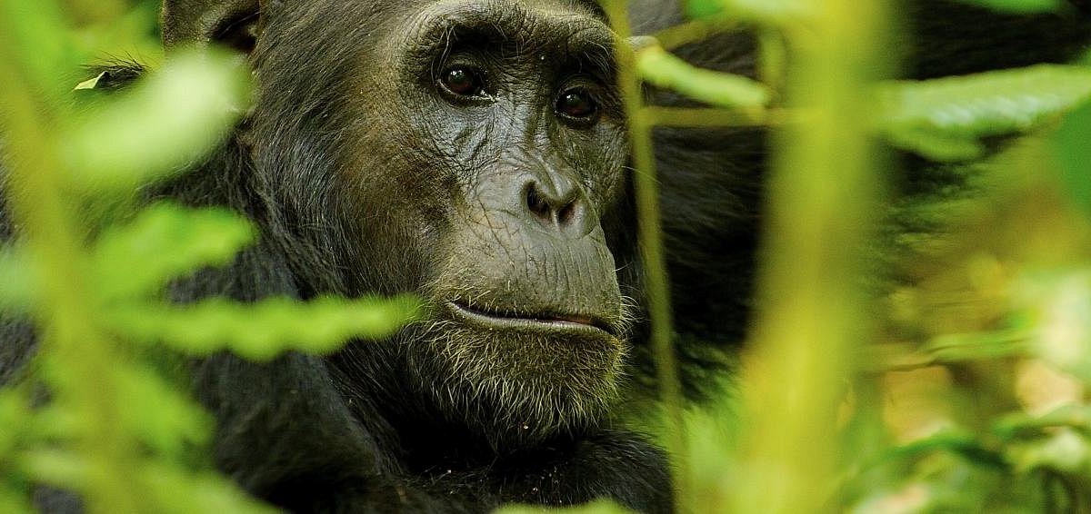 Friendly Gorillas Safaris Kampala All You Need To Know Before You Go