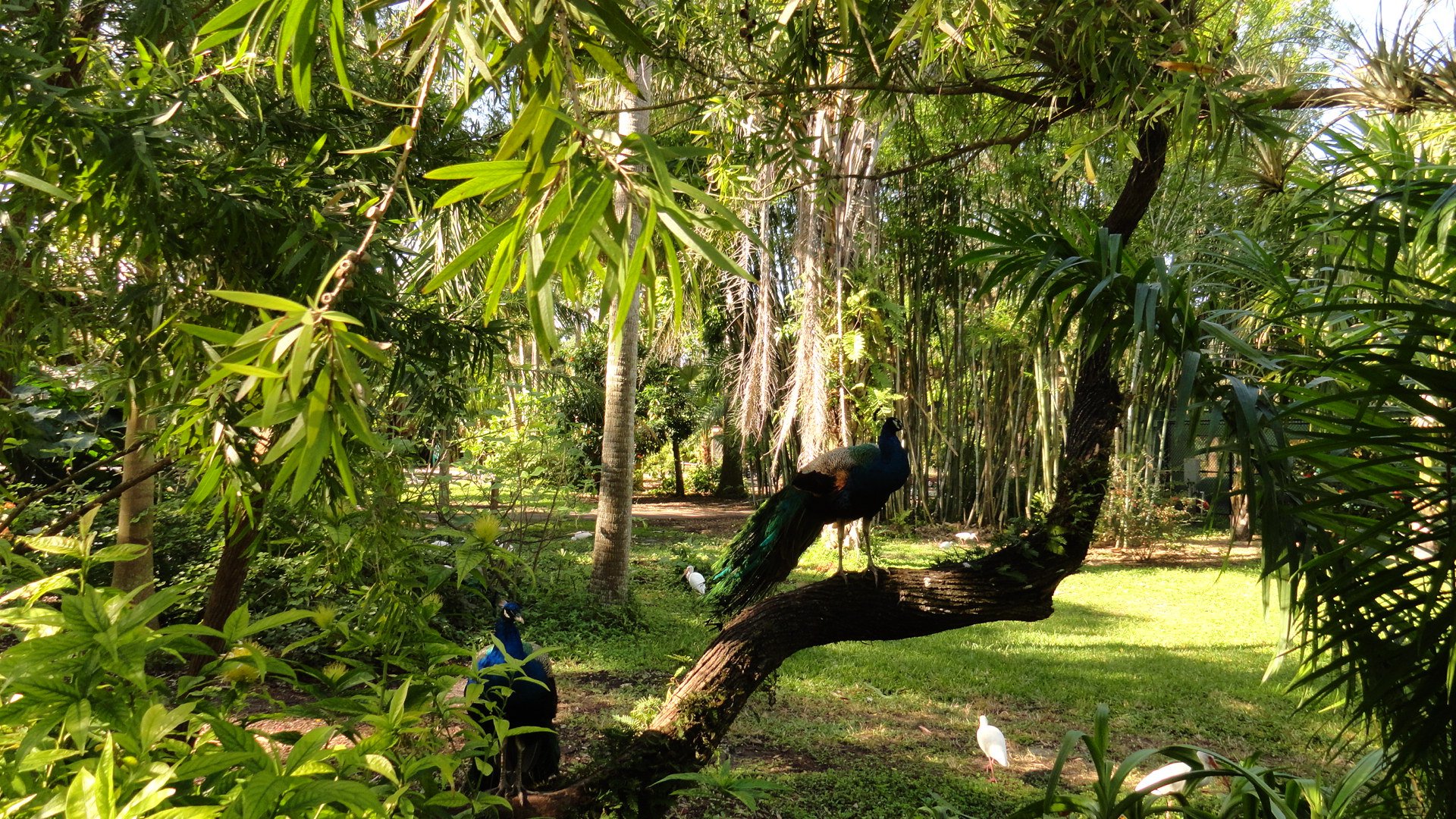 flamingo road nursery davie florida