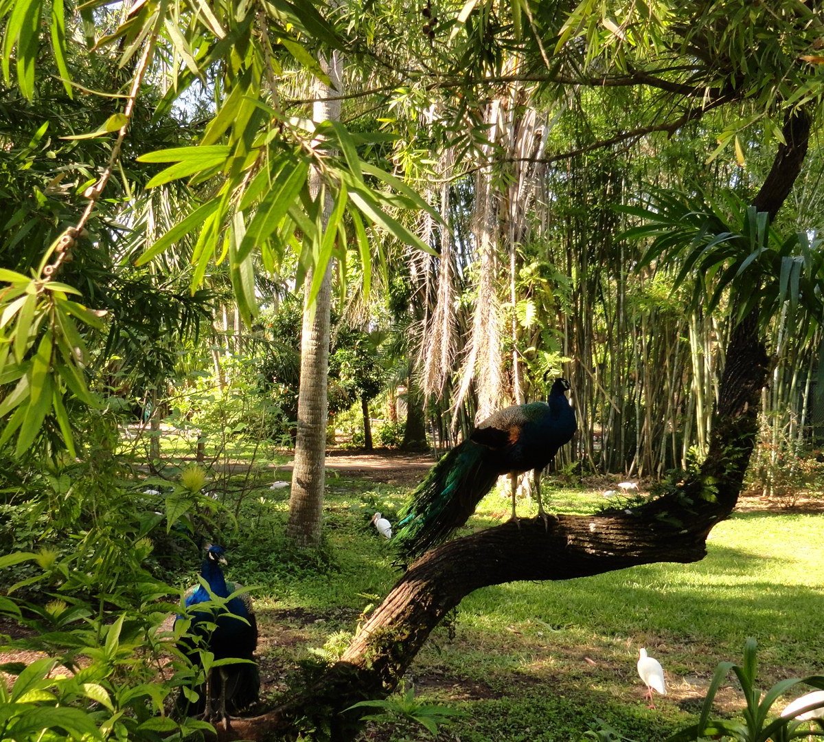 Flamingo Gardens, Дави: лучшие советы перед посещением - Tripadvisor