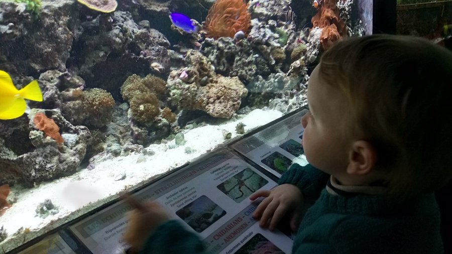 Musée d'Histoire Naturelle et Vivarium