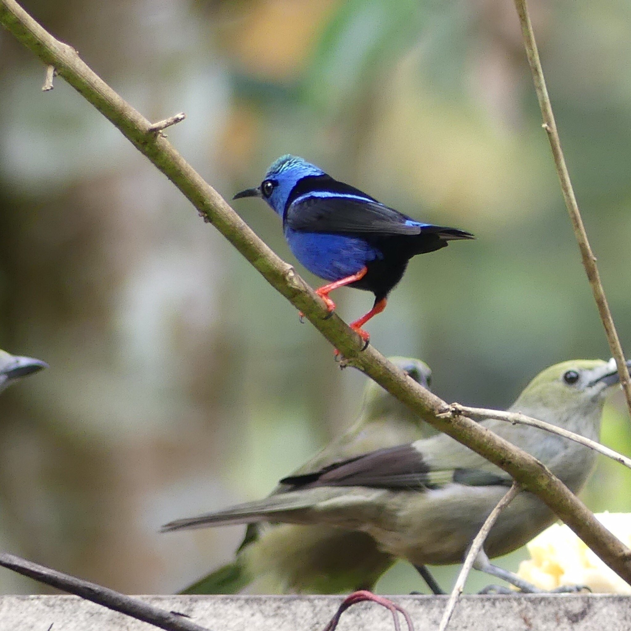 CANOPY BED AND BREAKFAST - Prices & B&B Reviews (Gamboa, Panama)