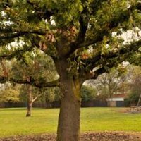 Breavington Park