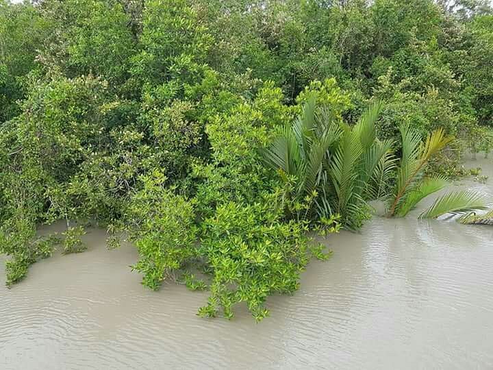 Sundarbans image