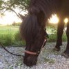 EmelieBrorsdotter