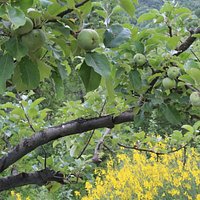 The apple of San Giovanni