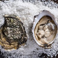 Oysters