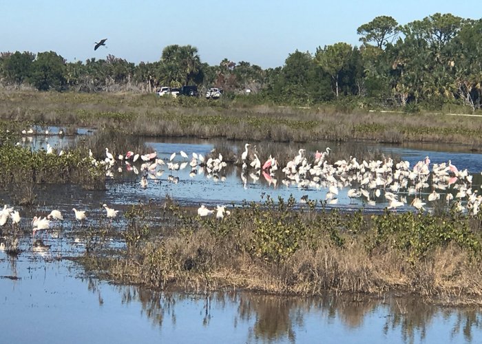 Love seeing the Roseate Spoonbills with these herons, egrets and Ibis.