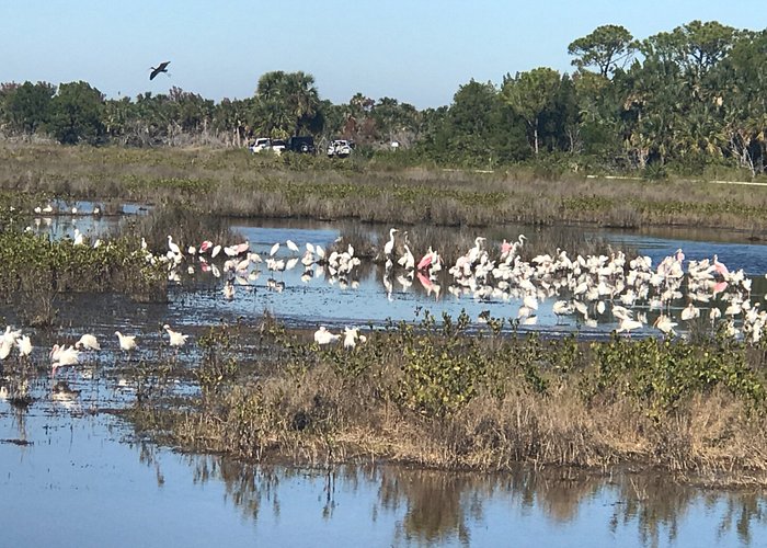 Love seeing the Roseate Spoonbills with these herons, egrets and Ibis.