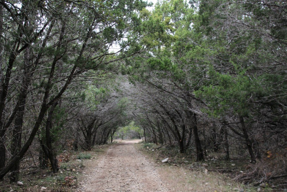 2021 Wildflower Guide — Friends Of Government Canyon