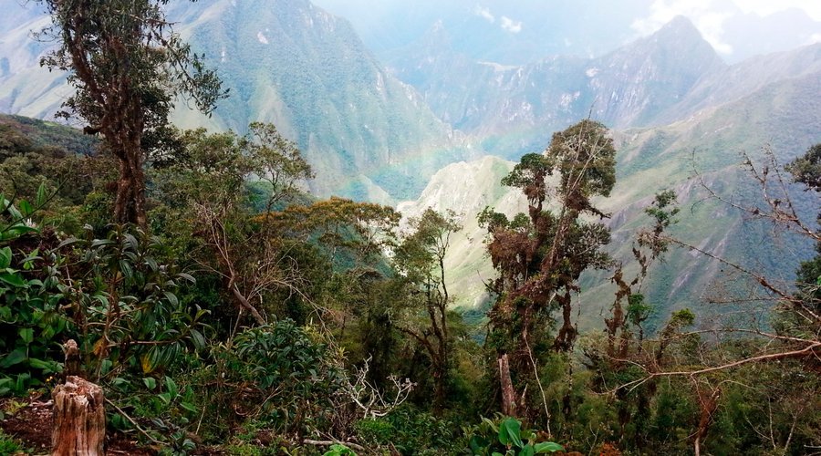 Flora del mirador Llactapata Machu Picchu