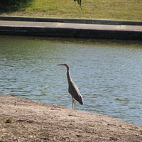 Henderson Creek Wetlands