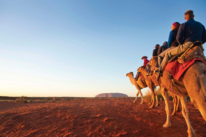 Uluru Camels