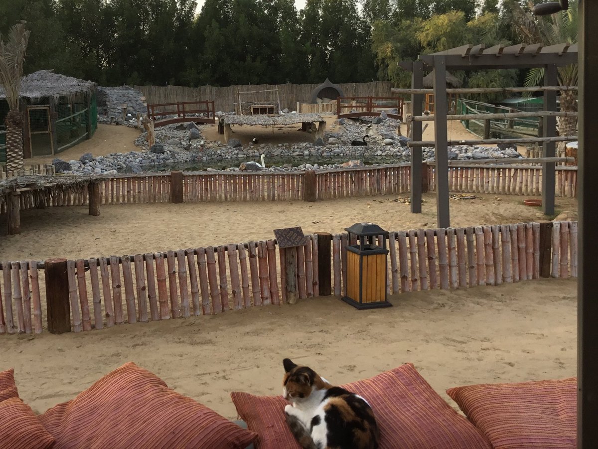 Posh Paws Animal Sanctuary And Petting Zoo, Шарджа: лучшие советы перед  посещением - Tripadvisor