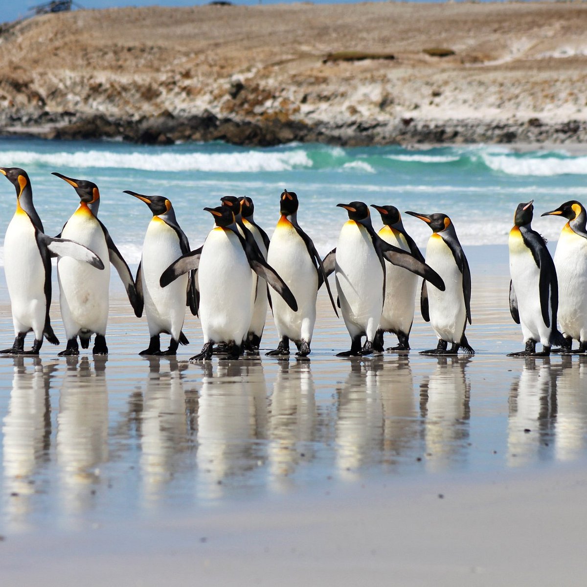 Порт Стэнли Фолклендские острова пингвины