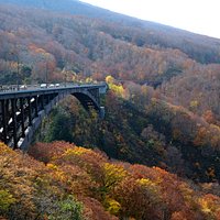 most trees shed their leaves high up on the mountain -- we were a few days late