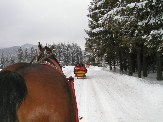 Sleigh Ride in the Tatra National Park - All You Need to Know BEFORE ...