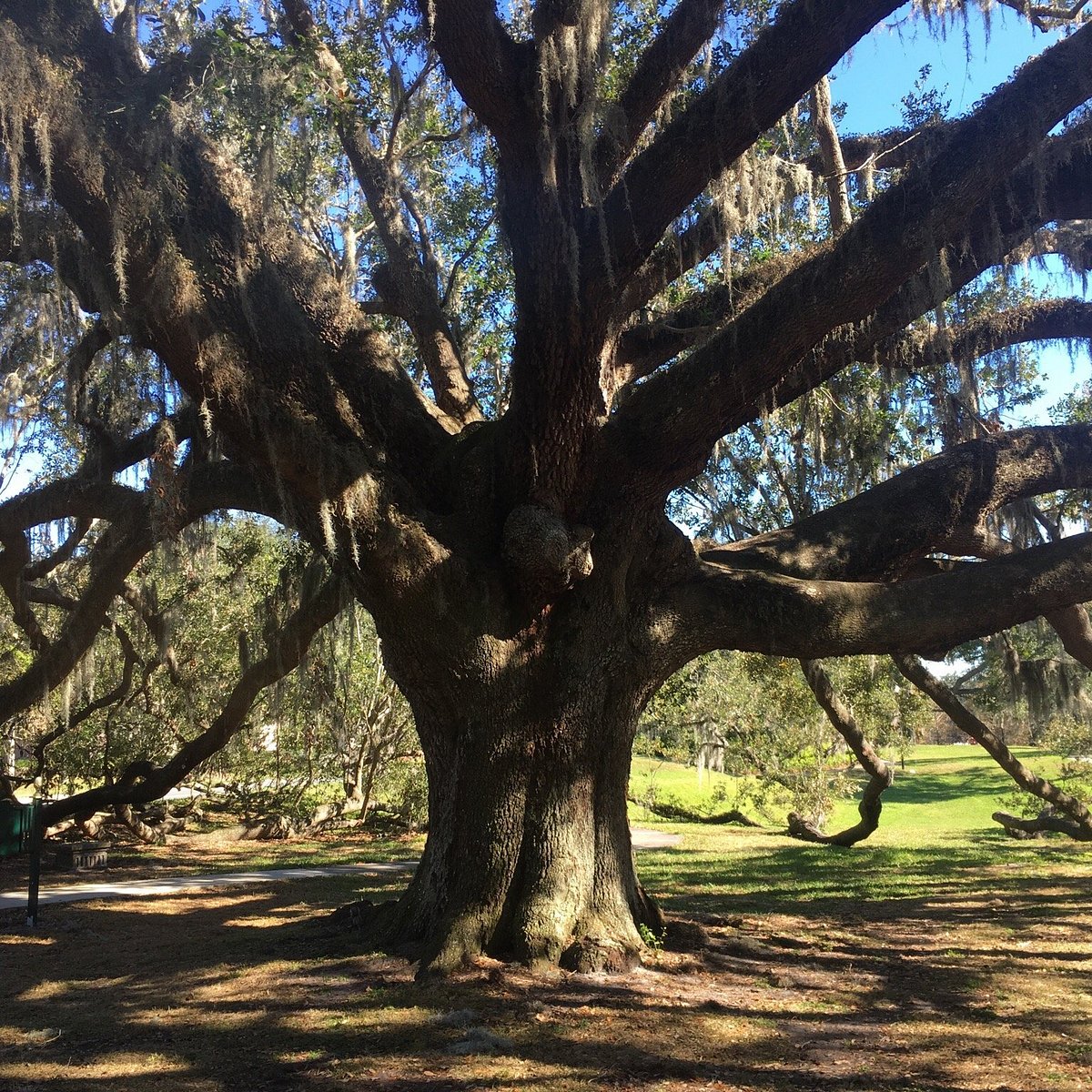 Bark in the Park 2023 – Main Street Winter Haven