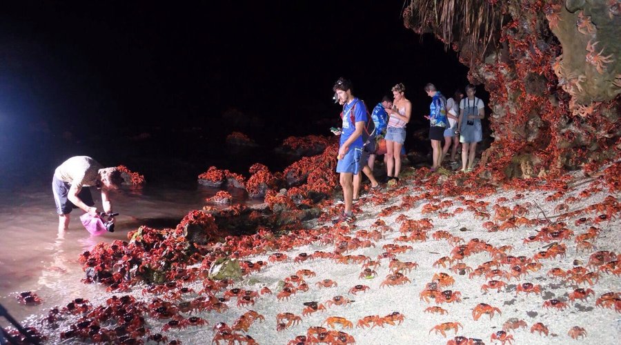 The red crab babies have returned.  Part of the cycle of life on Christmas Island.