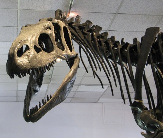 BYU Museum of Paleontology - All You Need to Know BEFORE You Go (2024)