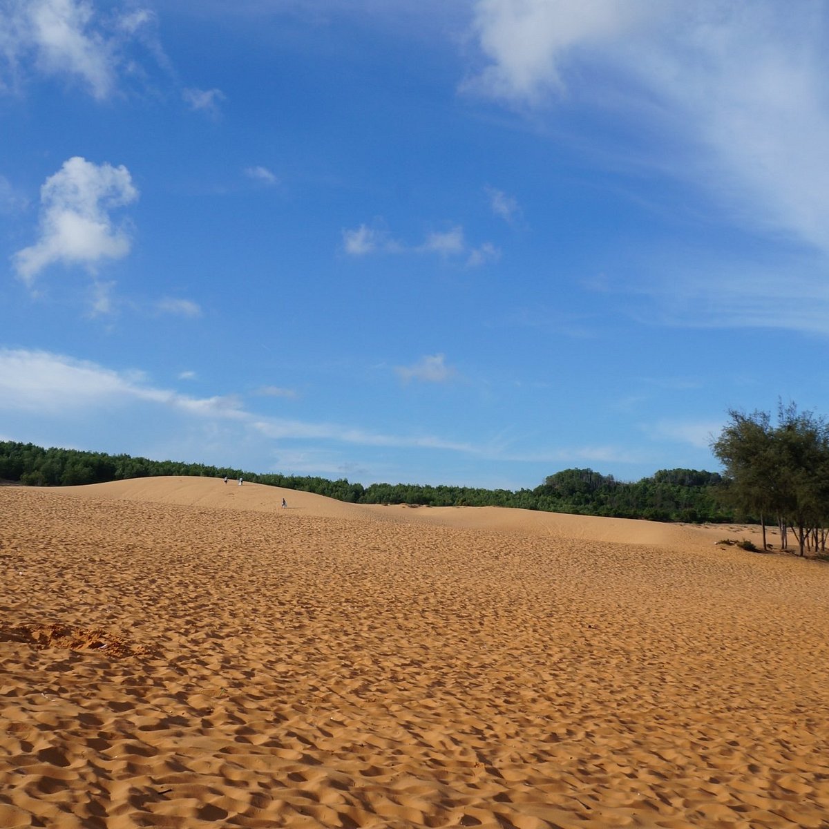 Using “dune sand” for our garden needs